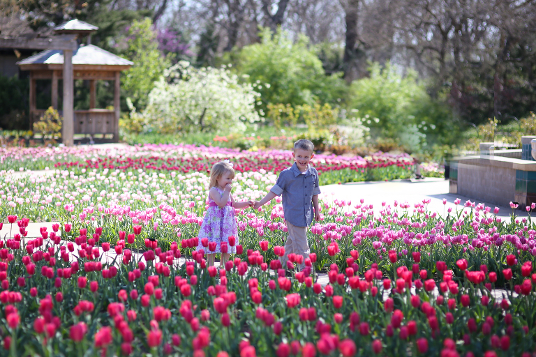 Tulips at Botanica