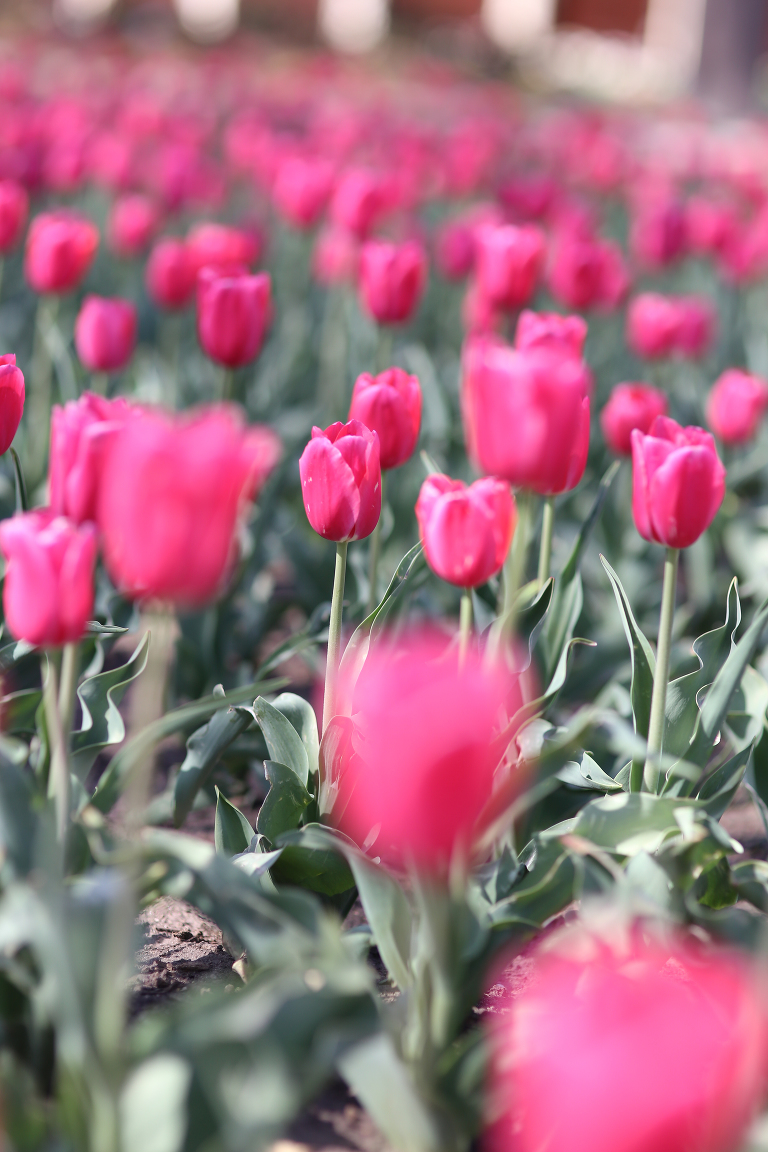 Beautiful Tulips at Botanica Jenny Myers Photography