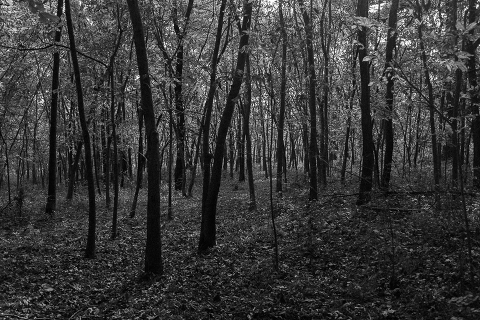 forestbw-1